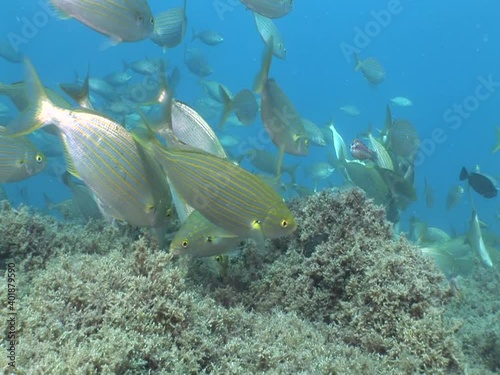 sarpa fish school underwater eating and swimming sarpa salma dream fish ocean scenery photo