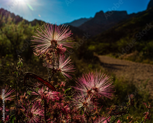 Fairy duster blooms along the trail in Catalina State Park near Tucson, Arizona. photo