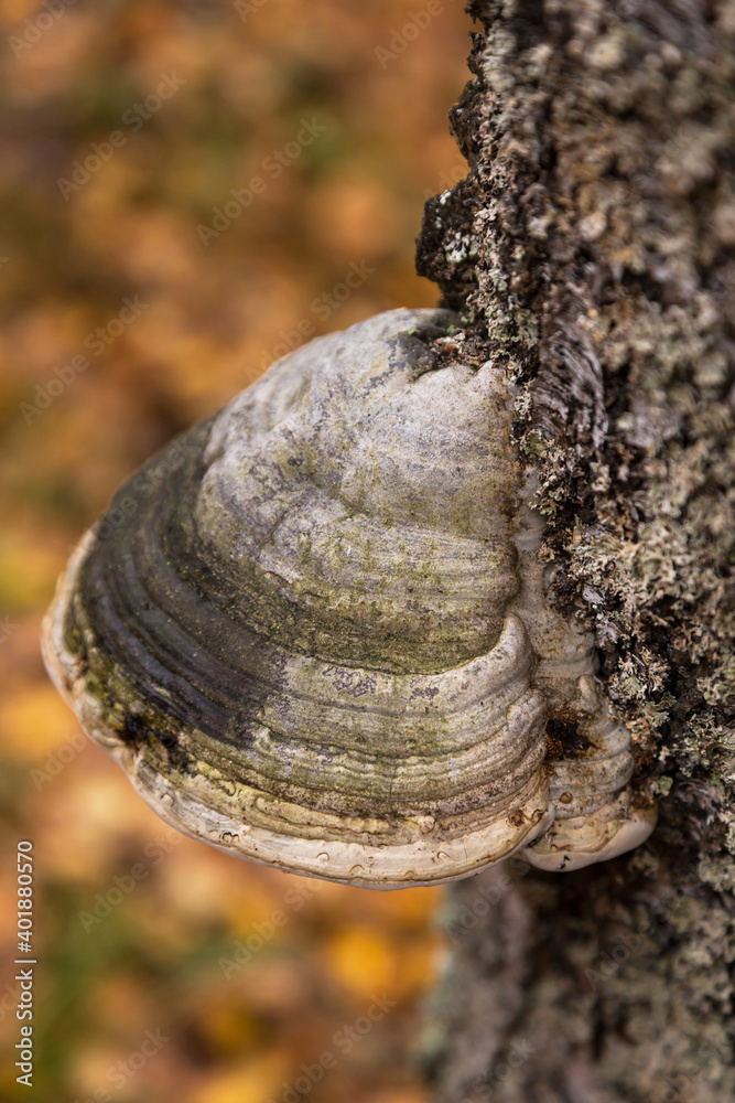 Grey Mushroom Tinder fungus close up, hoof fungus on birch tree in autumn forest Grey Mushroom Tinder fungus close up, hoof fungus on birch tree in autumn forest