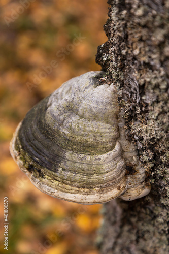 Grey Mushroom Tinder fungus close up, hoof fungus on birch tree in autumn forest