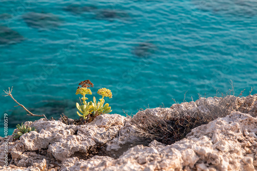 plant on the rock
