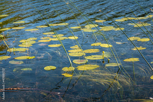 beautiful forest lake