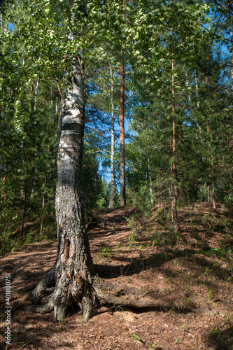 old tree in forest