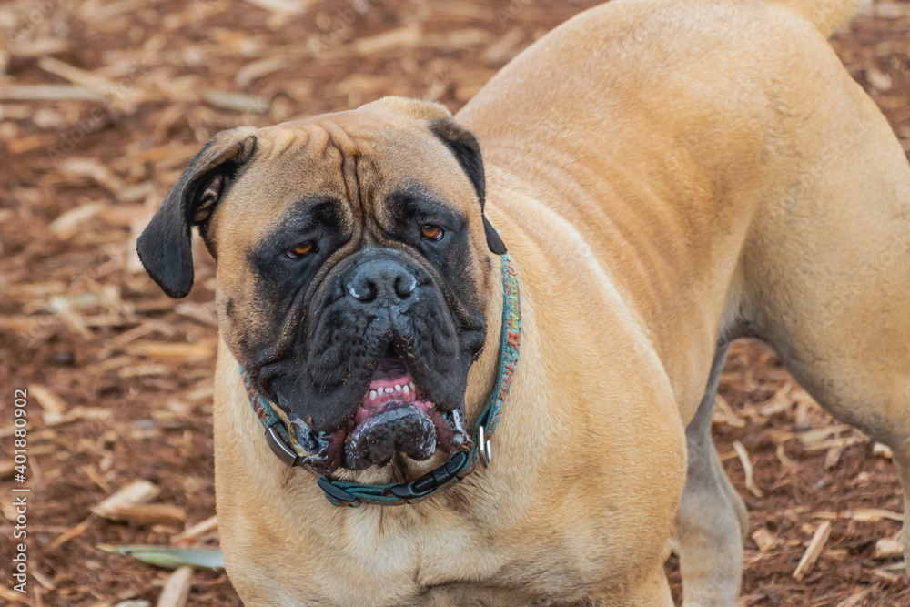 2020-12-27 A LARGE BULLMASTIFF STANDING IN A PARK WITH A BLURRED WOOD CHIP BACKGROUND