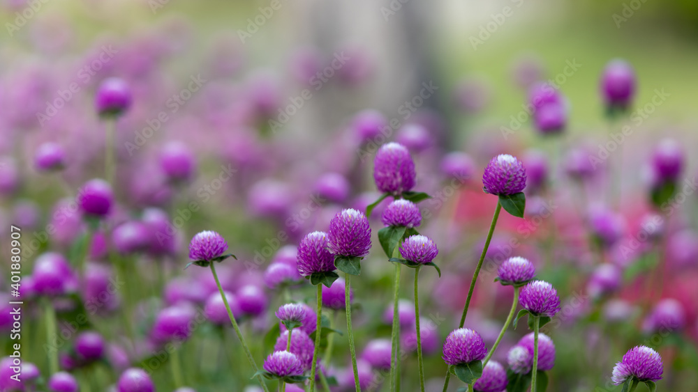 Selective focus of purple flowers or Amaranth in a public park with blurred green background