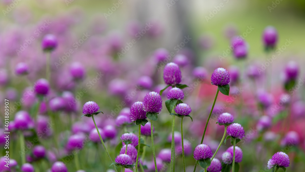 Obraz premium Selective focus of purple flowers or Amaranth in a public park with blurred green background