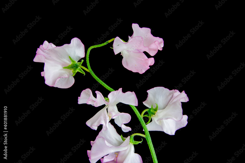 黒背景のピンクのスイートピー Stock Photo Adobe Stock