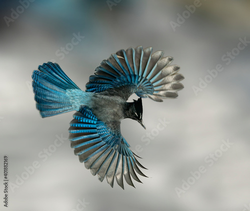 Photo Steller's Jay Wings Wide - A Steller's Jay spreads its wings creating a beautiful blue fan like effect