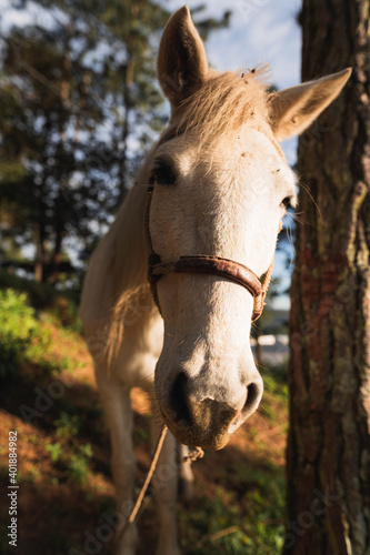 Beautiful Golden hour photography of a Horse photo