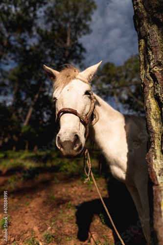 Beautiful Horse in a Golden hour Sunset. photo