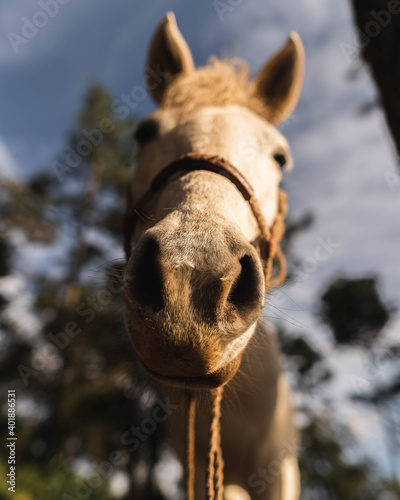 Beautiful Horse in a Golden hour Sunset. photo