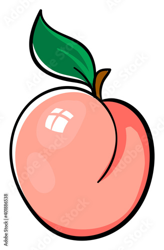 Pink apricot, illustration, vector on a white background.