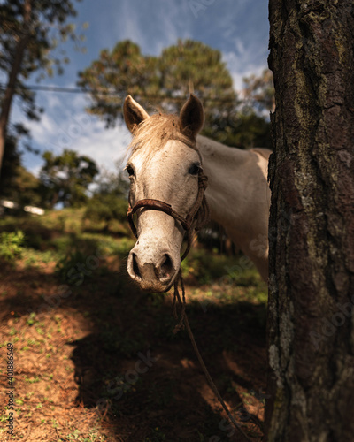 Beautiful Horse in a Golden hour Sunset. photo