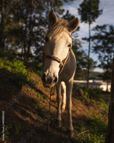 Beautiful Horse in a Golden hour Sunset. photo