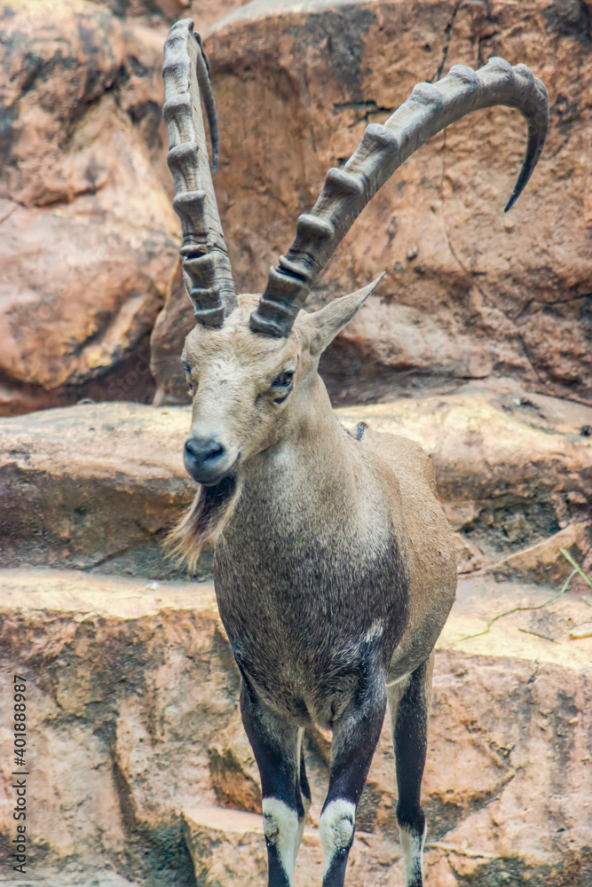 The Nubian ibex (Capra nubiana) is a desert-dwelling goat species found in mountainous areas of northern and northeast Africa, and the Middle East.
Wild population is estimated at 1,200 individuals.