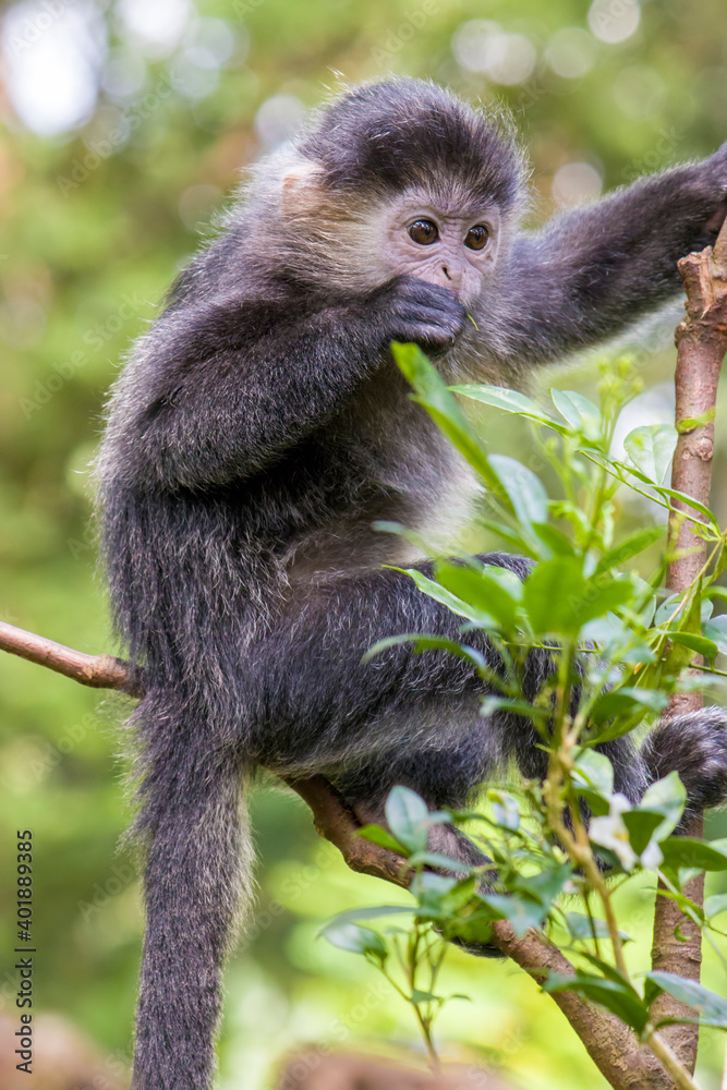 The baby Javan lutung (Trachypithecus auratus) is eating leaf,  also known as the ebony lutung and Javan langur, is an Old World monkey from the Colobinae subfamily