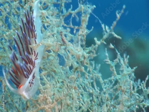 nudibranch flabellina nudi branch nudybranch  underwater slug ocean scenery photo