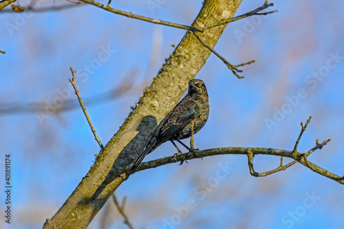 rusty Blackbird Male - Euphagus carolinus photo