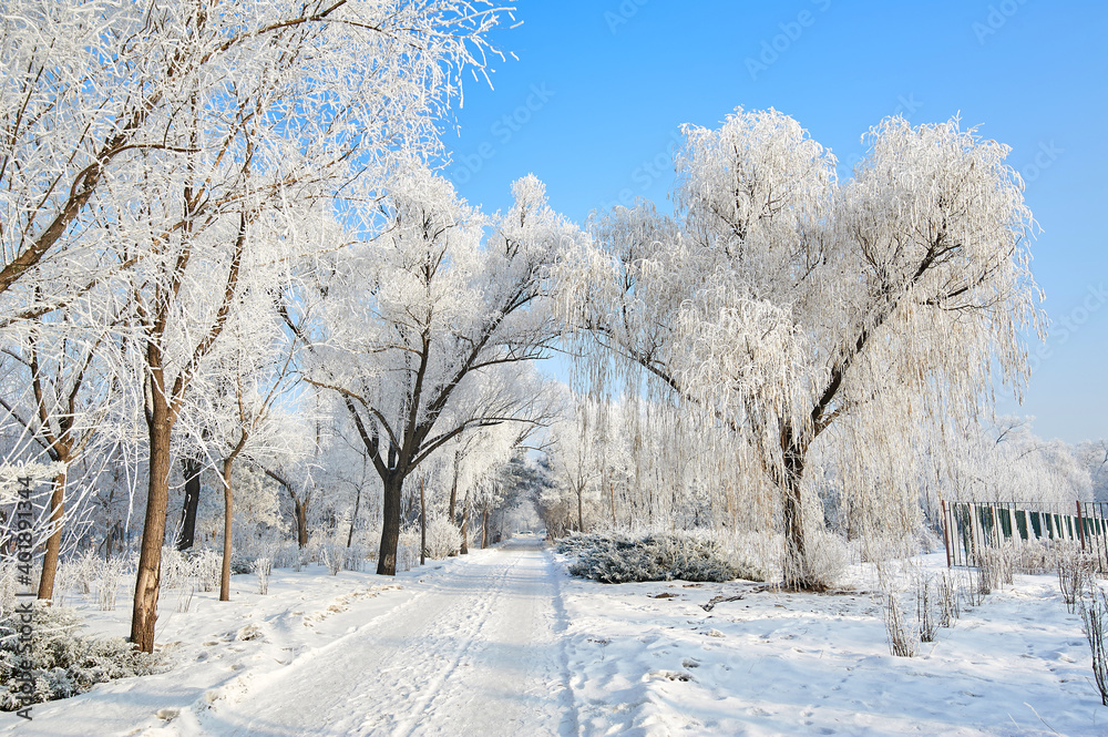 The beautiful forests with rime in winter landscape. The beautiful forests with rime in winter landscape.