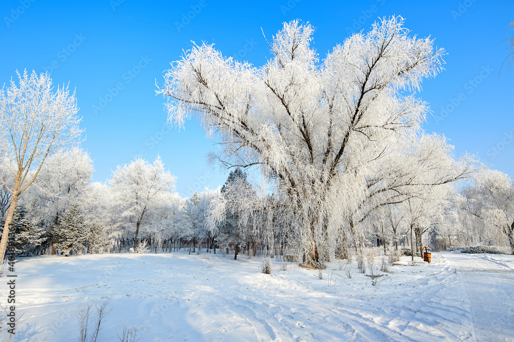 Fototapeta premium The beautiful forests with rime in winter landscape.