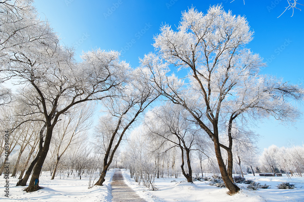 The beautiful forests with rime in winter landscape. The beautiful forests with rime in winter landscape.