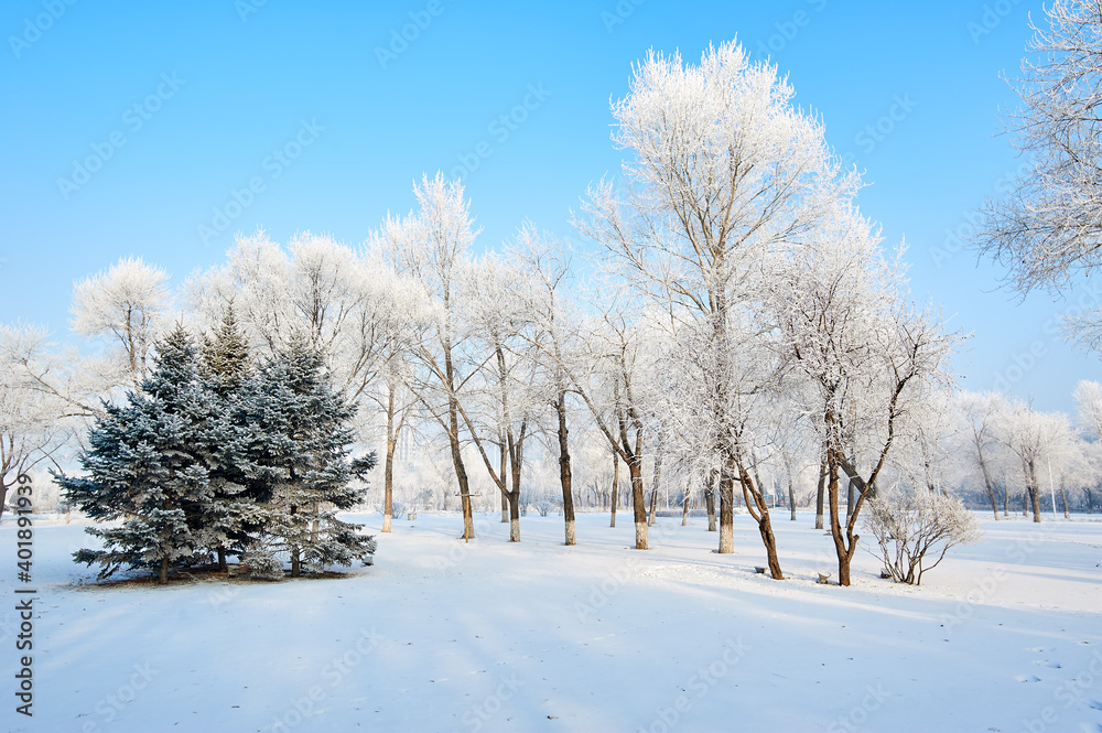The beautiful forests with rime in winter landscape. The beautiful forests with rime in winter landscape.