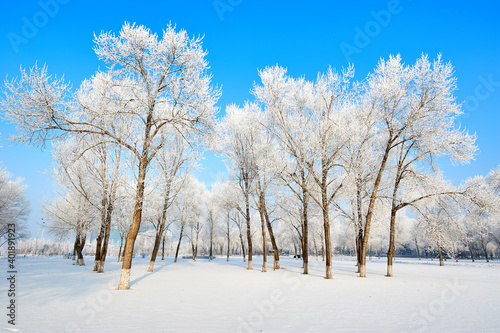 The beautiful forests with rime in winter landscape. © 孝通 葛