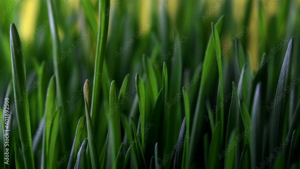 Timelapse of green young wheat sprouts on a yellow background. Interval shooting of sprouting stems for wheatgrass production. Concept of healthy food and modern superfood Timelapse of green young wheat sprouts on a yellow background. Interval shooting of sprouting stems for wheatgrass production. Concept of healthy food and modern superfood