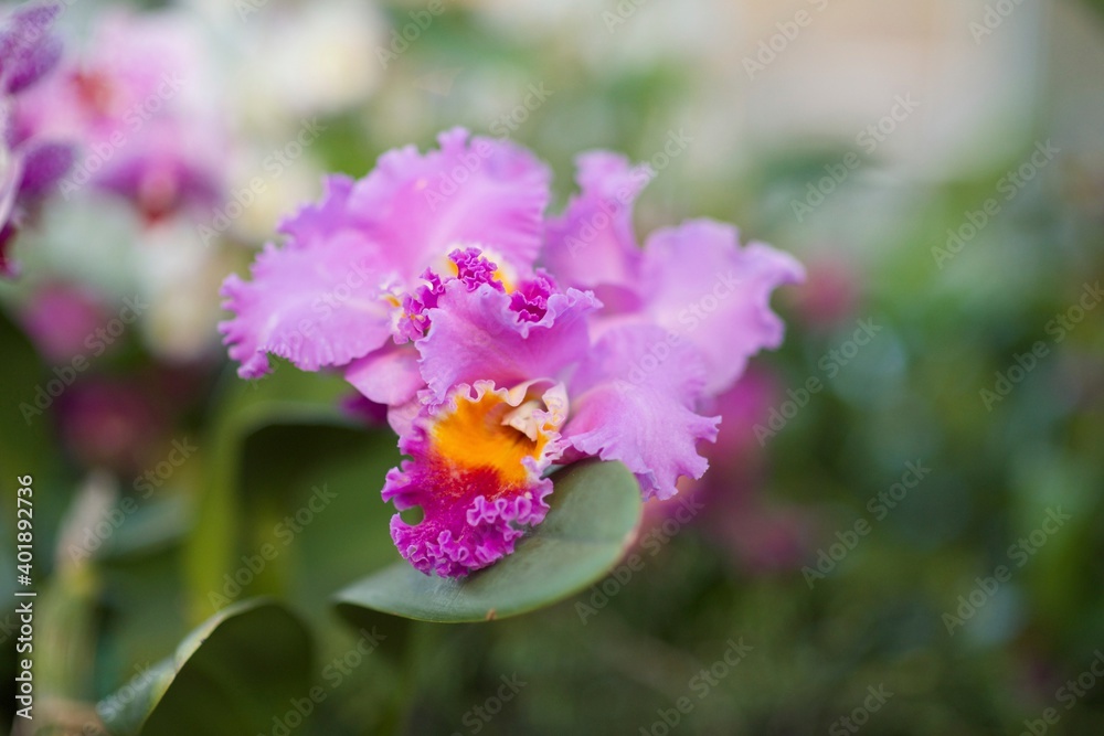 Fototapeta premium Orchid