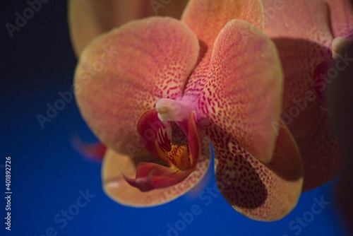 pink orchid flower