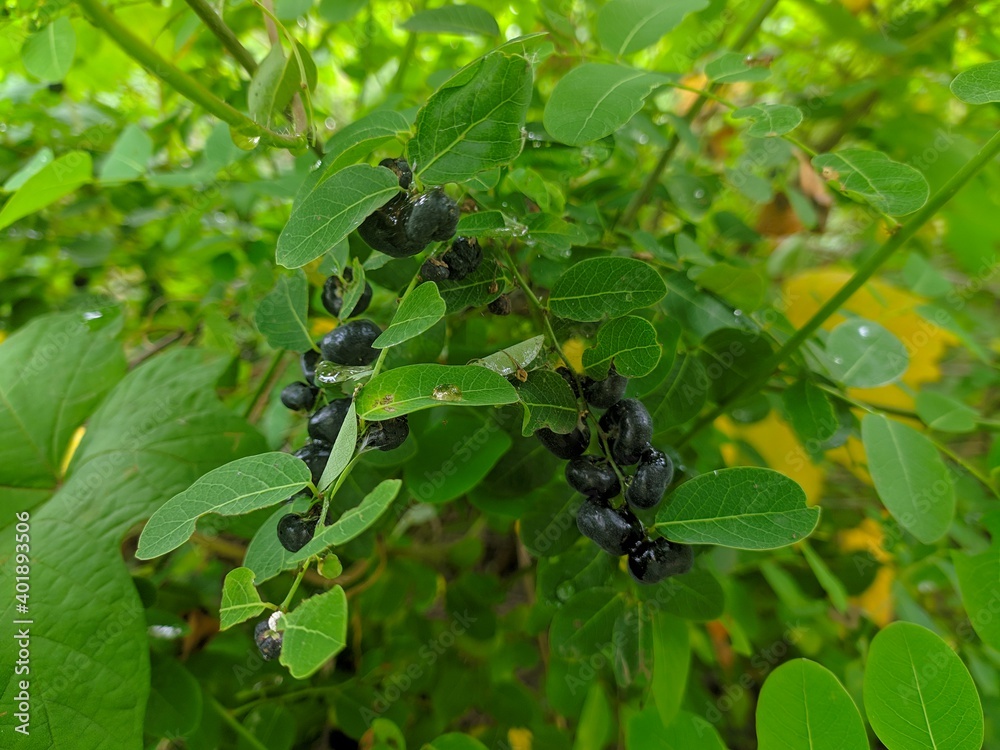 currant berries currant berries
