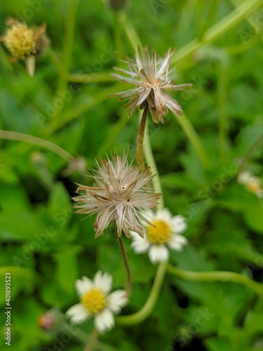 dandelion