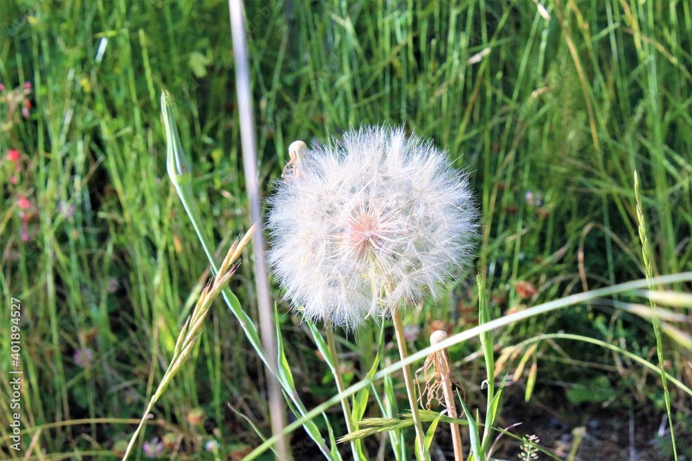 Fototapeta premium Dandelion