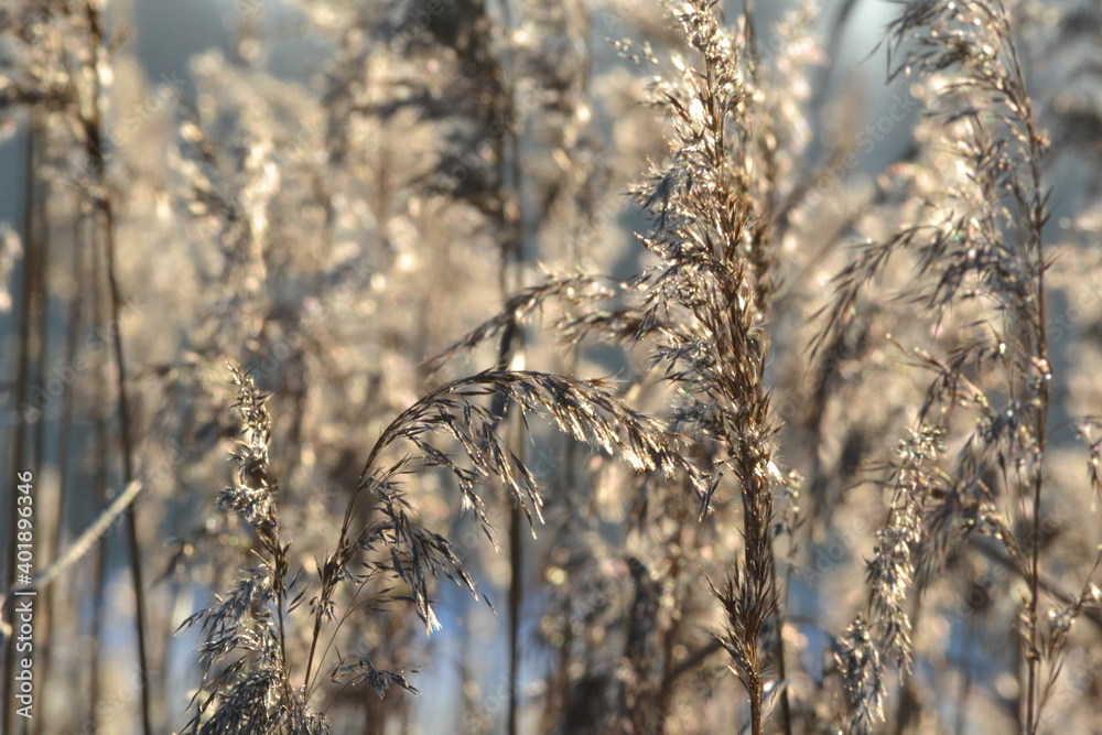 Fototapeta premium Close-up of dry brown reeds on a natural sunny winter background.