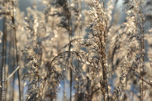Close-up of dry brown reeds on a natural sunny winter background.