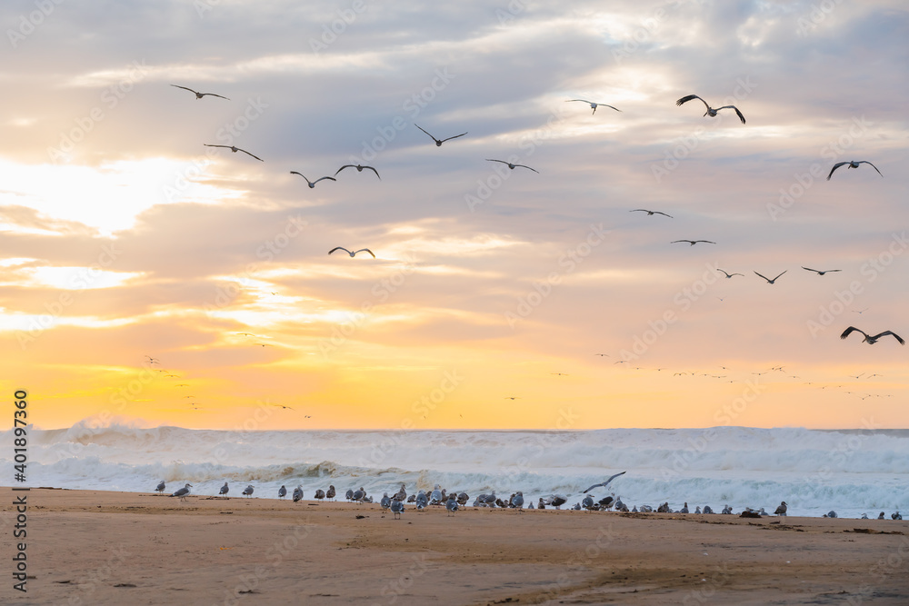 Naklejka premium Pacific ocean sunset and silhouette of flying birds. Beautiful waves with sun reflection, and bright cloudy sky on background, Santa Barbara County, California