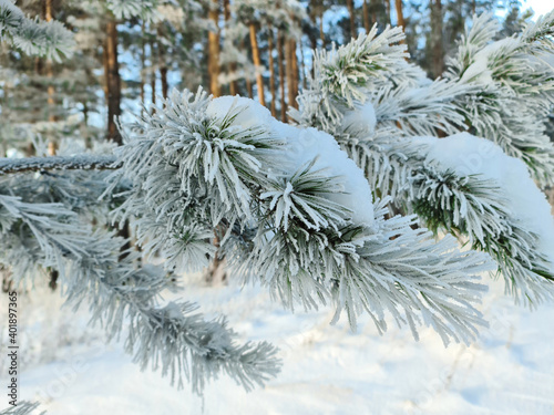 Frozen pine branch. A tree covered with ice in the cold. Winter landscape.