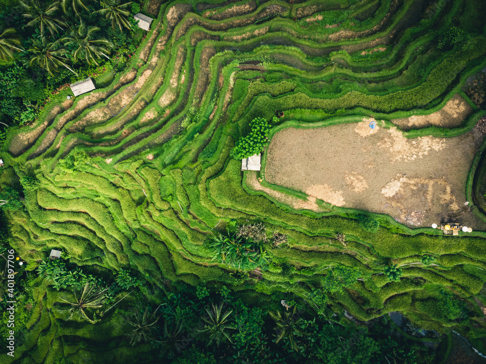 aerial minimalist drone green jungle tropical wild nature with rice field terraces and plam tree