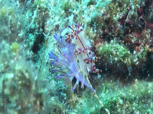 nudibranch flabellina nudi branch nudybranch  underwater slug ocean scenery photo