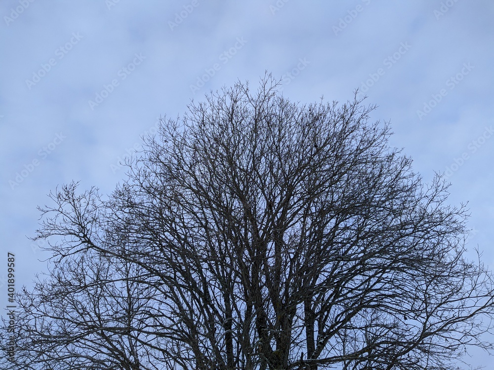 dry tree and numerous branches in winter against the sky dry tree and numerous branches in winter against the sky
