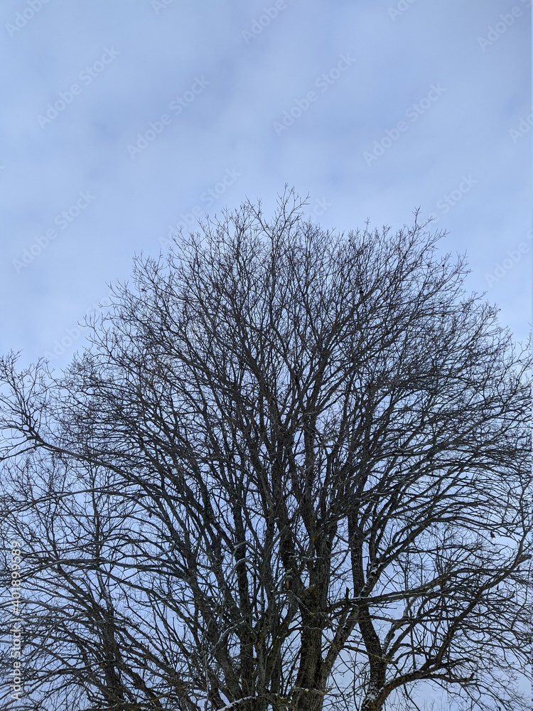 dry tree and numerous branches in winter against the sky dry tree and numerous branches in winter against the sky