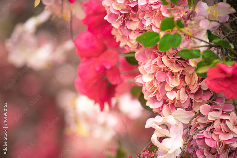 closeup flowers in gardern with blurred background closeup flowers in gardern with blurred background