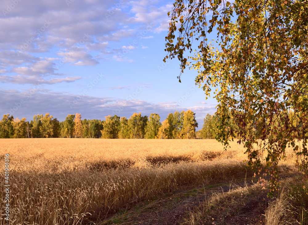 Fototapeta premium A field of ripe rye surrounded by autumn forest. Birch with yellow leaves