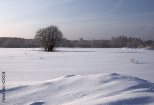 Winter snow field with a tree © ArhSib