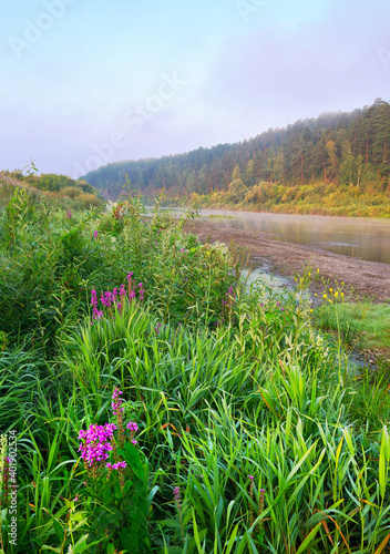 Thick grass on the Bank of the river Iny photo