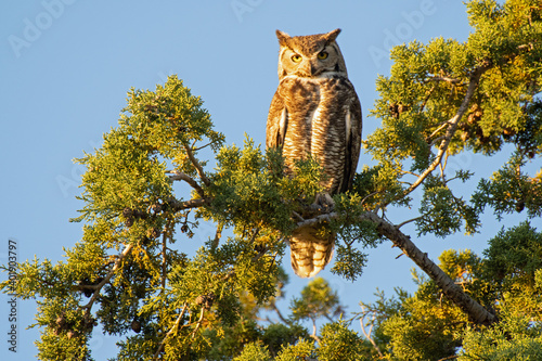 Great Horned Owl (Bubo virginianus) photo