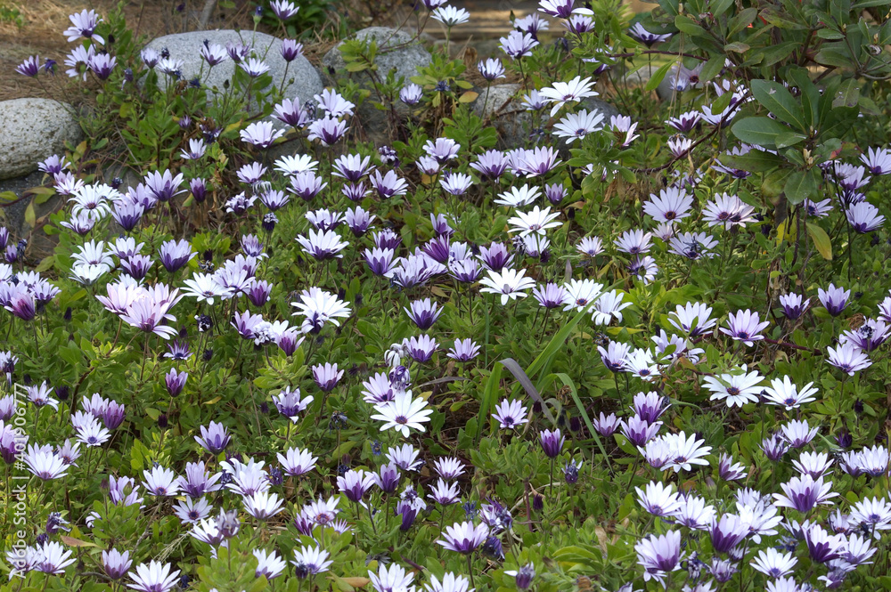 オステオスペルマム(Osteospermum) オステオスペルマム(Osteospermum)