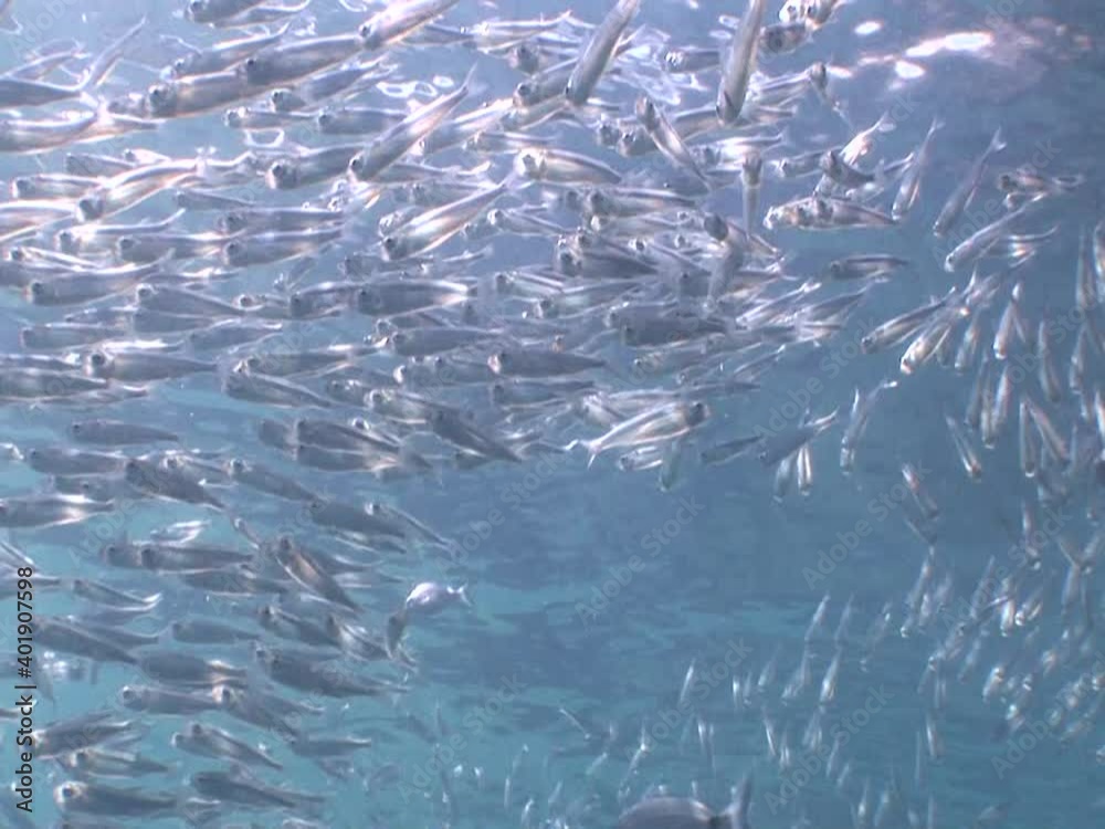 silversides under sun shine and beams underwater silverside fish school wavy sea protection ocean scenery