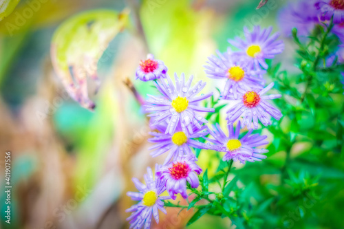 A beautiful shot of bright aster flowers photo