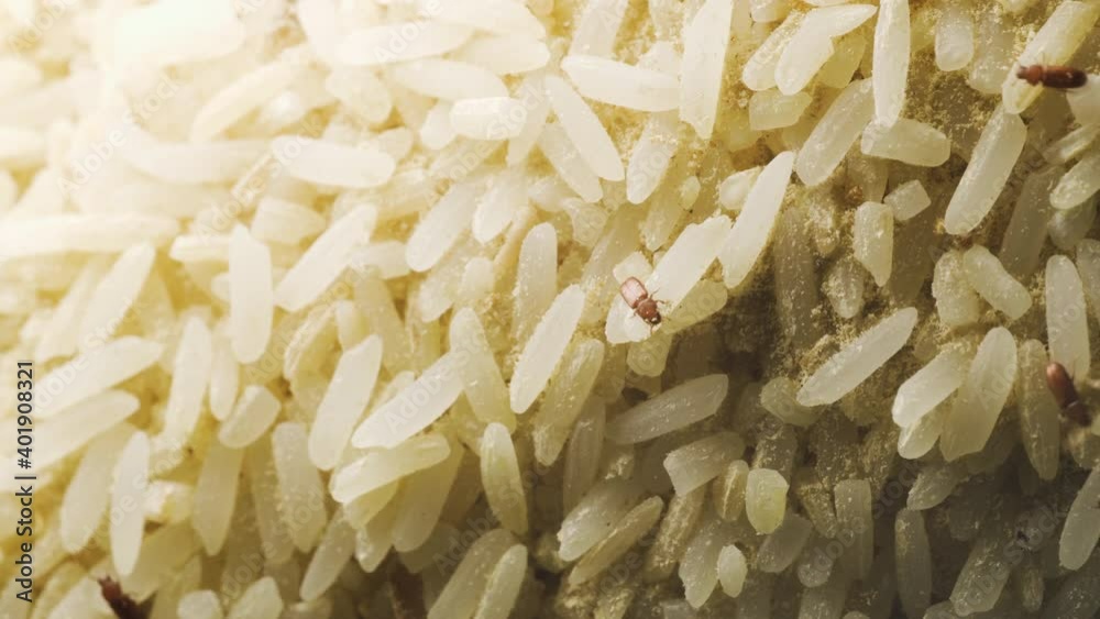 Uncooked rice with red flour beetle crawling and flying around. Macro shot. Uncooked rice with red flour beetle crawling and flying around. Macro shot.